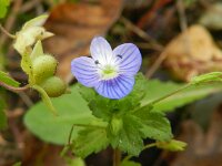 Veronica persica 3, Grote ereprijs, Saxifraga-Rutger Barendse
