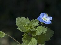 Veronica persica 4, Grote ereprijs, Saxifraga-Jan van der Straaten