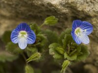 Veronica persica 5, Grote ereprijs, Saxifraga-Jan van der Straaten