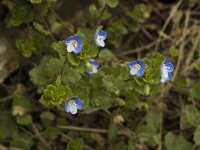 Veronica persica 6, Grote ereprijs, Saxifraga-Jan van der Straaten