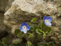 Veronica persica 7, Grote ereprijs, Saxifraga-Jan van der Straaten