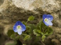 Veronica persica 8, Grote ereprijs, Saxifraga-Jan van der Straaten