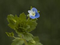 Veronica persica 9, Grote ereprijs, Saxifraga-Jan van der Straaten