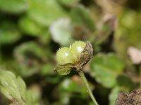 Veronica polita 10, Gladde ereprijs, Saxifraga-Rutger Barendse