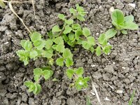 Veronica polita 11, Gladde ereprijs, Saxifraga-Rutger Barendse