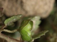 Veronica polita 12, Gladde ereprijs, Saxifraga-Rutger Barendse
