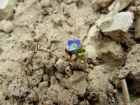 Veronica polita 13, Gladde ereprijs, Saxifraga-Rutger Barendse