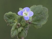 Veronica polita 2, Gladde ereprijs, Saxifraga-Peter Meininger