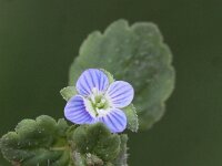 Veronica polita 3, Gladde ereprijs, Saxifraga-Peter Meininger