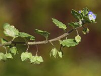 Veronica polita 4, Gladde ereprijs, Saxifraga-Peter Meininger
