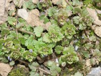 Veronica polita 5, Gladde ereprijs, Saxifraga-Rutger Barendse