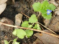 Veronica polita 6, Gladde ereprijs, Saxifraga-Rutger Barendse