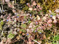 Veronica polita 7, Gladde ereprijs, Saxifraga-Rutger Barendse