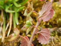 Veronica polita 8, Gladde ereprijs, Saxifraga-Rutger Barendse