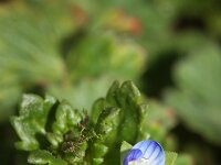 Veronica polita 9, Gladde ereprijs, Saxifraga-Rutger Barendse