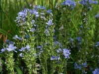 Veronica prostrata 23, Liggende ereprijs, Saxifraga-Ed Stikvoort