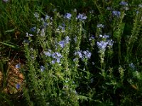Veronica prostrata 24, Liggende ereprijs, Saxifraga-Ed Stikvoort