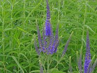 Veronica spuria 2, Saxifraga-Hans Grotenhuis