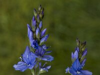 Veronica teucrium 2, Brede ereprijs, Saxifraga-Jan van der Straaten
