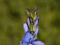 Veronica teucrium 3, Brede ereprijs, Saxifraga-Jan van der Straaten