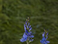 Veronica teucrium 4, Brede ereprijs, Saxifraga-Jan van der Straaten