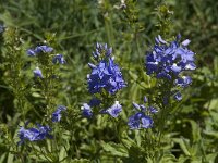 Veronica teucrium 5, Brede ereprijs, Saxifraga-Willem van Kruijsbergen