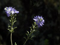 Veronica teucrium 6, Brede ereprijs, Saxifraga-Jan van der Straaten