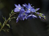 Veronica teucrium 7, Brede ereprijs, Saxifraga-Jan van der Straaten