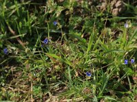 Veronica triphyllos 12, Handjesereprijs, Saxifraga-Hans Boll