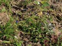 Veronica triphyllos 13, Handjesereprijs, Saxifraga-Hans Boll