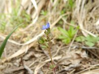 Veronica triphyllos 15, Handjesereprijs, Saxifraga-Rutger Barendse