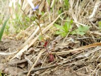 Veronica triphyllos 16, Handjesereprijs, Saxifraga-Rutger Barendse