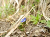 Veronica triphyllos 17, Handjesereprijs, Saxifraga-Rutger Barendse