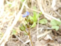 Veronica triphyllos 18, Handjesereprijs, Saxifraga-Rutger Barendse