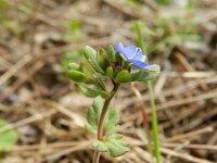Veronica triphyllos 19, Handjesereprijs, Saxifraga-Rutger Barendse