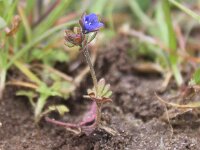 Veronica triphyllos 2, Handjesereprijs, Saxifraga-Peter Meininger