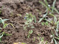 Veronica triphyllos 3, Handjesereprijs, Saxifraga-Peter Meininger