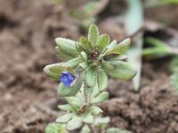Veronica triphyllos 4, Handjesereprijs, Saxifraga-Peter Meininger