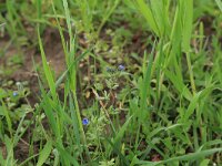 Veronica triphyllos 5, Handjesereprijs, Saxifraga-Hans Boll
