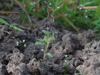 Veronica triphyllos 9, Handjesereprijs, Saxifraga-Hans Boll