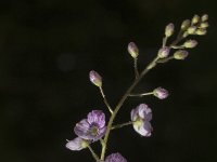 Veronica urticifolia 1, Saxifraga-Jan van der Straaten