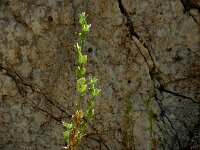 Veronica verna 8, Kleine ereprijs, Saxifraga-Ed Stikvoort : rondom Sail-sous-Couzan s9900