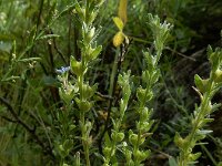 Veronica verna 9, Kleine ereprijs, Saxifraga-Ed Stikvoort : rondom Pont Neuf en Chalmazel s9900