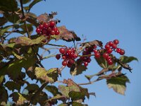 Viburnum opulus 18, Gelderse roos, Saxifraga-Willem van Kruijsbergen
