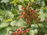 Viburnum opulus 30, Gelderse roos, Saxifraga-Willem van Kruijsbergen