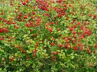 Viburnum opulus 46, Gelderse roos, Saxifraga-Hans Grotenhuis
