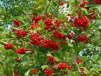 Viburnum opulus 47, Gelderse roos, Saxifraga-Hans Grotenhuis