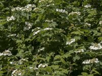 Viburnum opulus 50, Gelderse roos, Saxifraga-Willem van Kruijsbergen