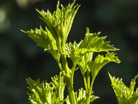 Viburnum opulus 54, Gelderse roos, Saxifraga-Jan van der Straaten