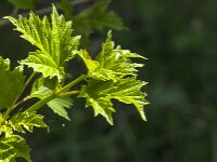 Viburnum opulus 55, Gelderse roos, Saxifraga-Jan van der Straaten